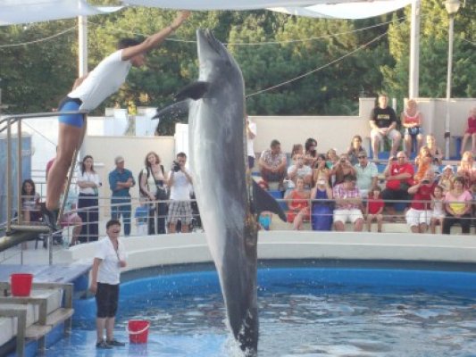 Delfinii fac spectacol acompaniaţi de Corul Allegria